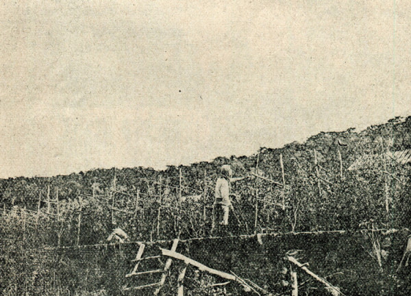 Cambodge,-de-la-mer-d'Opale.-1925-ICONO-016-La-ceuillette-des-petits-pois-crop