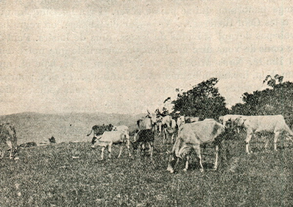 Cambodge,-de-la-mer-d'Opale-1925 - 018 Vaches laitières au kilomètre 22 crop